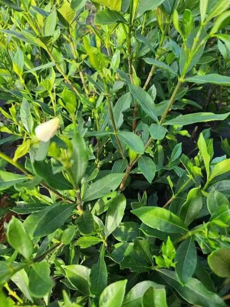 正宗高产药用黄桅子苗当年栽当年挂果易种易管