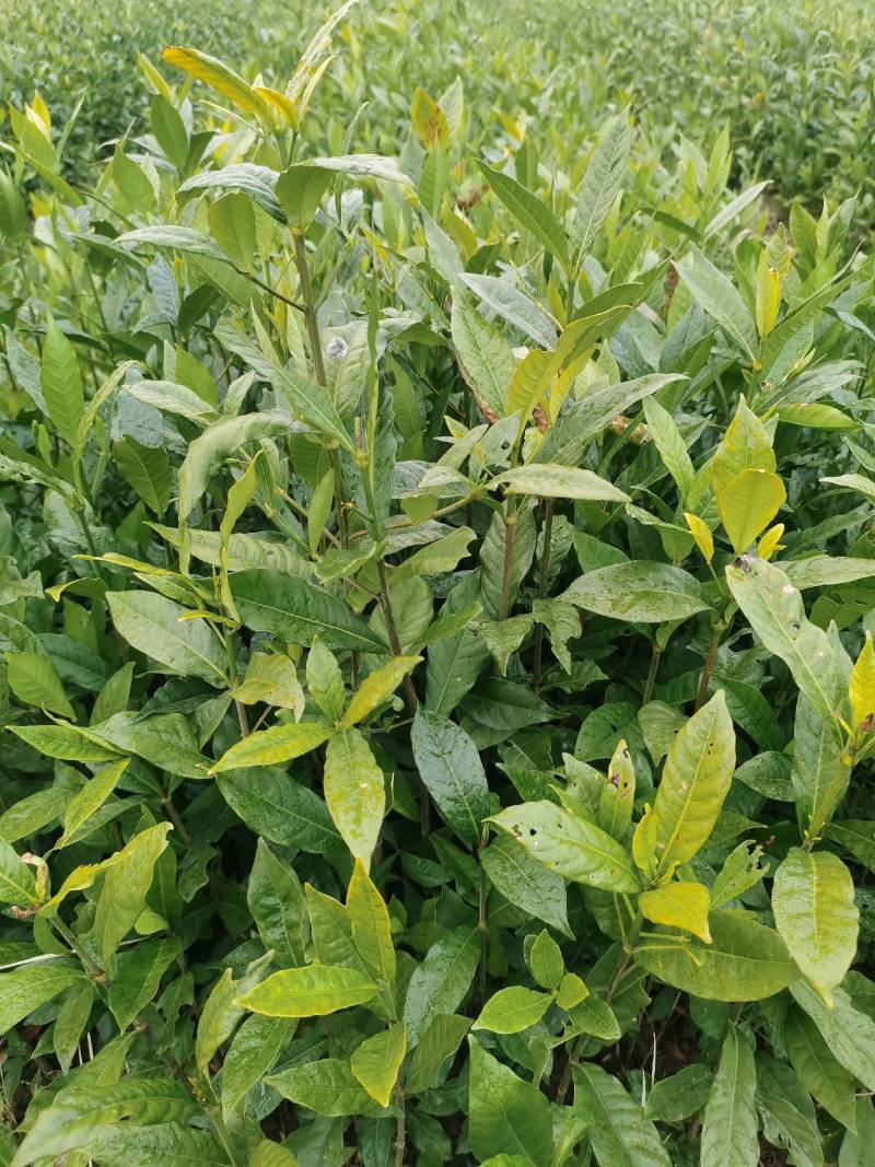 正宗高产药用黄桅子苗当年栽当年挂果易种易管