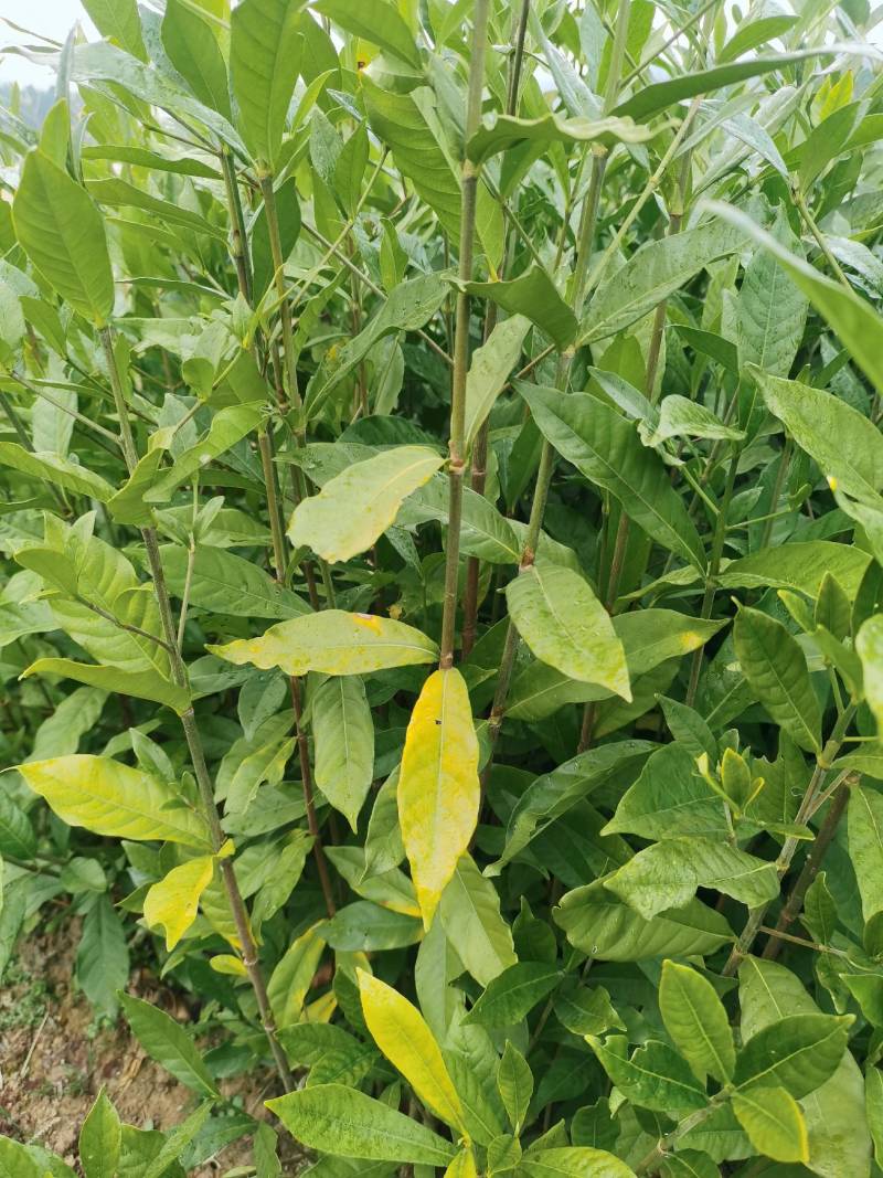 正宗高产药用黄桅子苗当年栽当年挂果易种易管