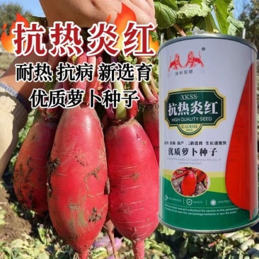 抗热炎红萝卜种子优质红皮白肉耐热萝卜种籽速生大根高产夏秋