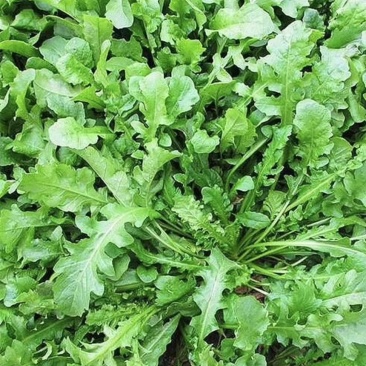 野生新鲜荠菜