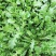 野生新鲜荠菜