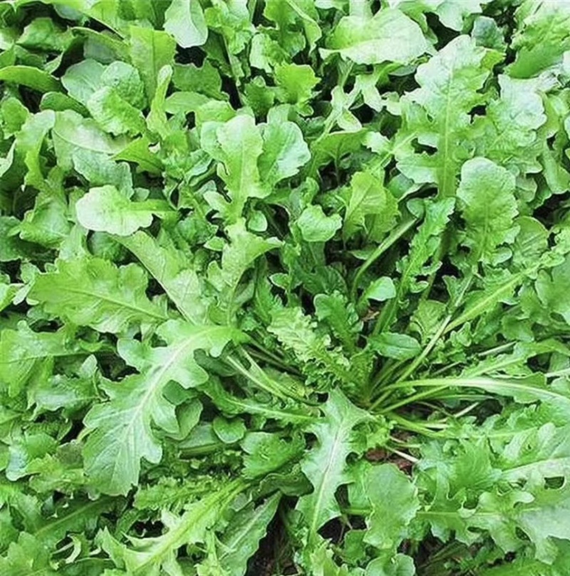 野生新鲜荠菜