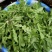 野生新鲜荠菜