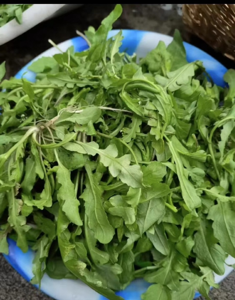 野生新鲜荠菜