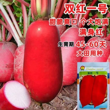 双红一号萝卜种子特耐热特早熟红皮白肉萝卜一代杂交种抗热萝