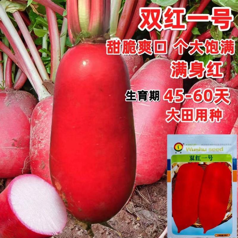 双红一号萝卜种子特耐热特早熟红皮白肉萝卜一代杂交种抗热萝