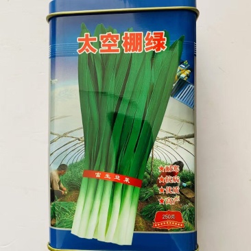 太空棚绿韭菜种子耐热耐寒性超强