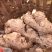 精品山地中黄姜新鲜老姜批发零售通货