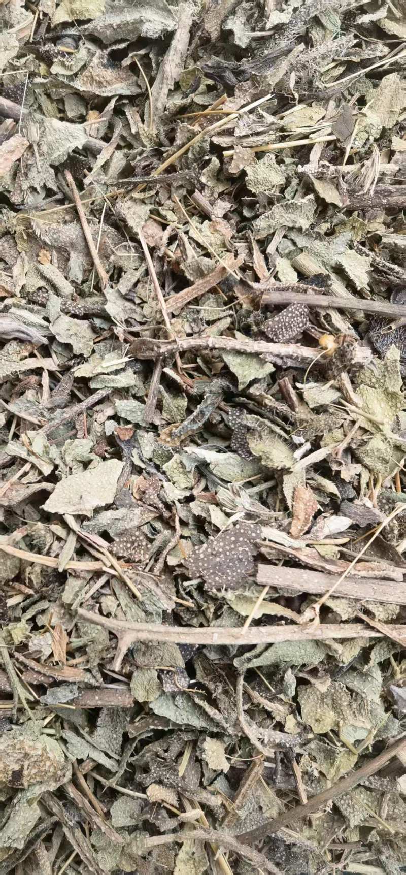 牛舌草中药材无硫干货1牛舌草正品