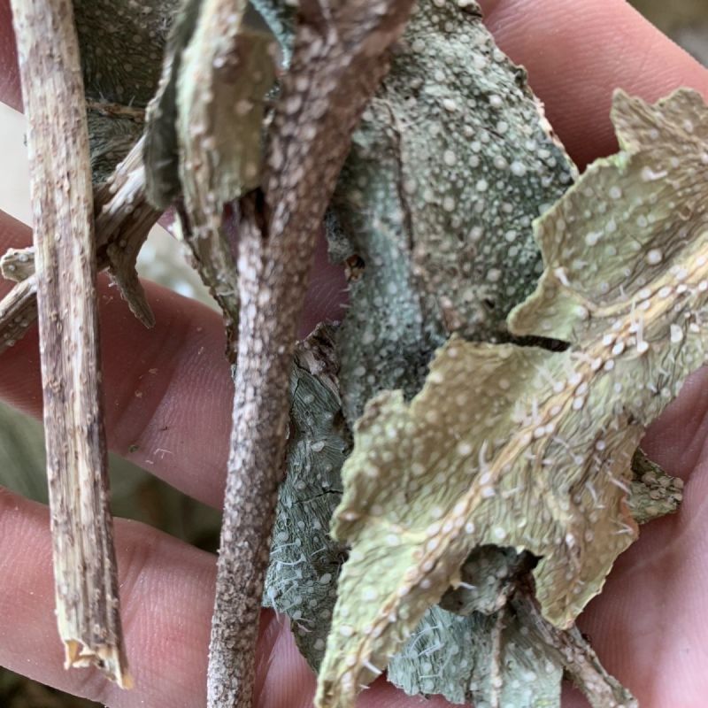 牛舌草中药材无硫干货1牛舌草正品