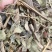 牛舌草中药材无硫干货1牛舌草正品