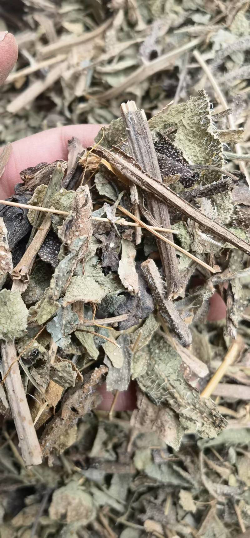 牛舌草中药材无硫干货1牛舌草正品