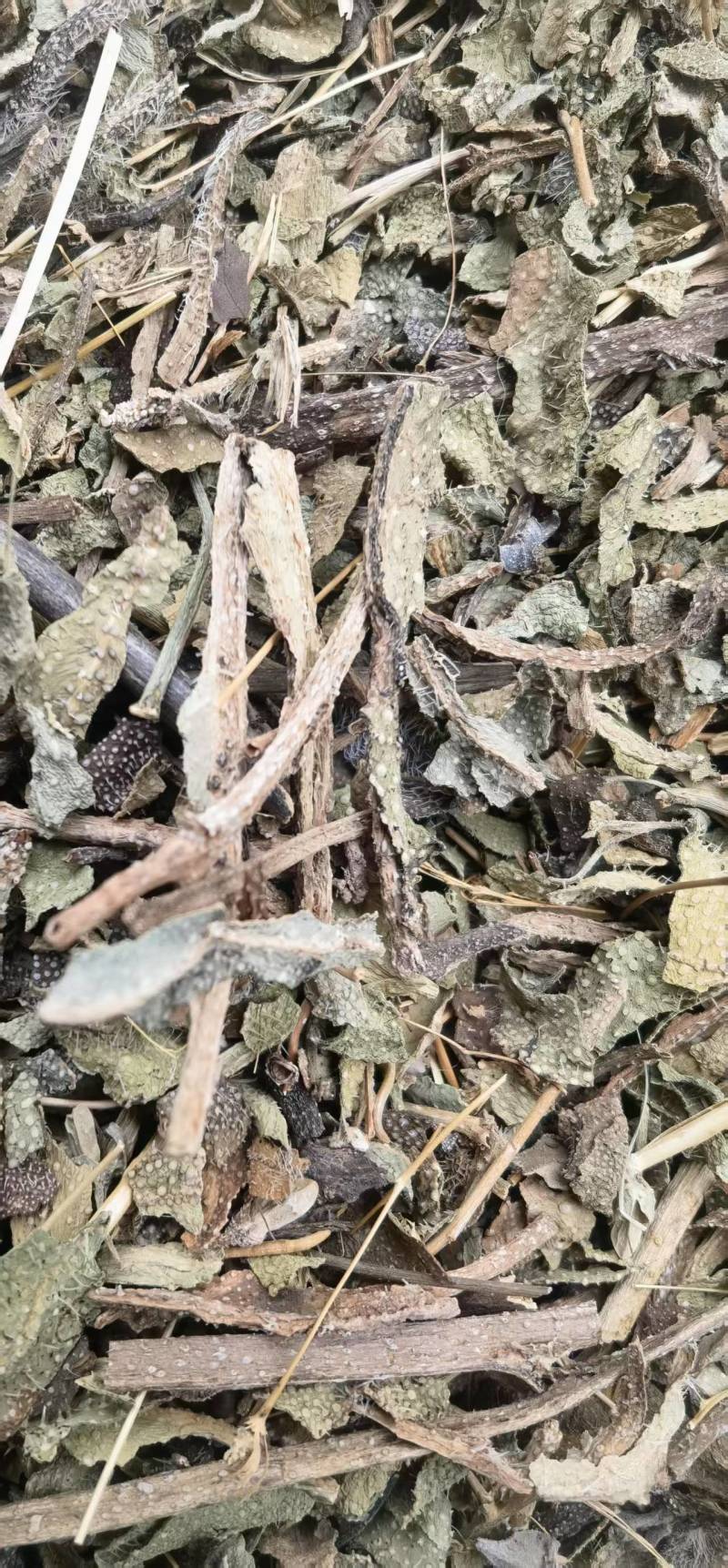 牛舌草中药材无硫干货1牛舌草正品