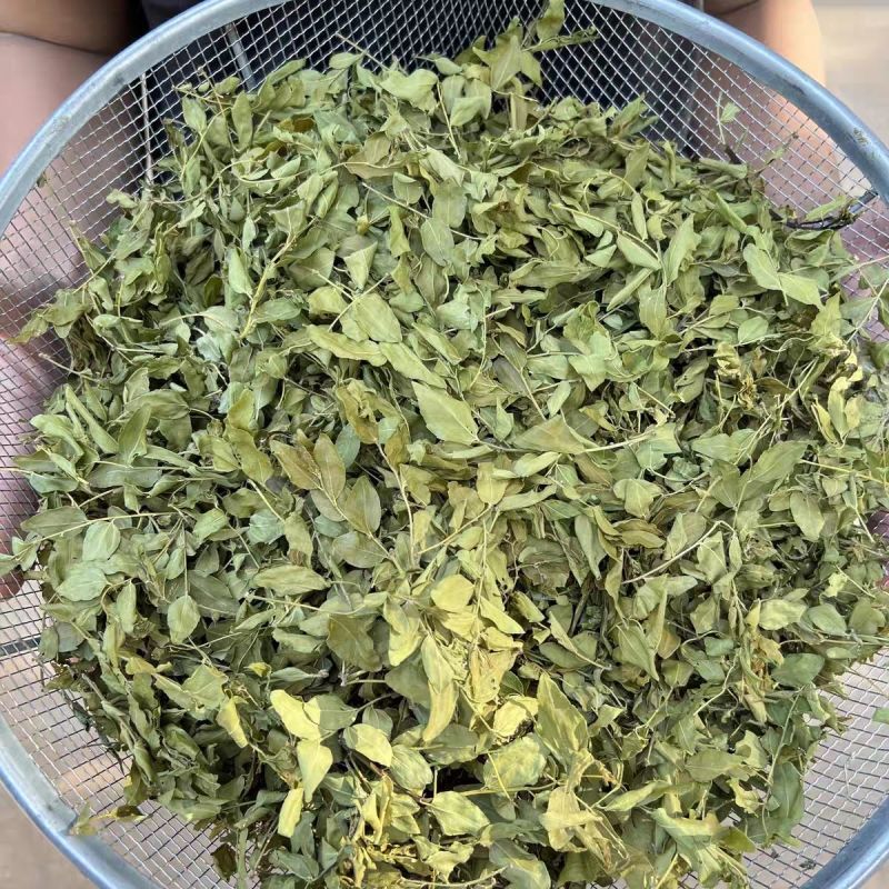 晒干酸枣叶1公斤野生酸枣纯叶酸枣叶