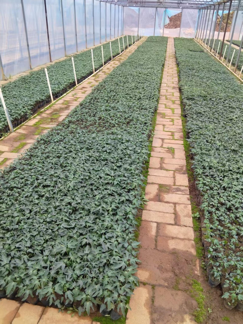 水果木瓜苗/大青/大白/苗已长大很壮实/容易成活