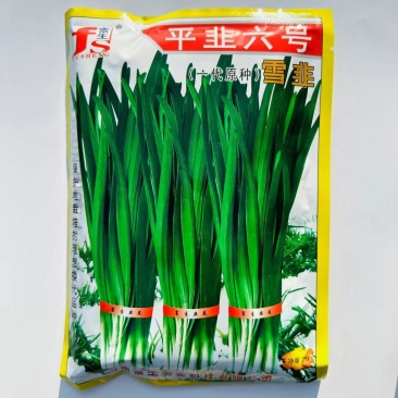 韭菜种子平韭六号韭菜种子抗寒性极强冬季不休眠