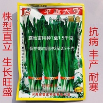 富生平韭六号韭菜种子抗病丰产耐寒农家菜园大田基地春秋播蔬