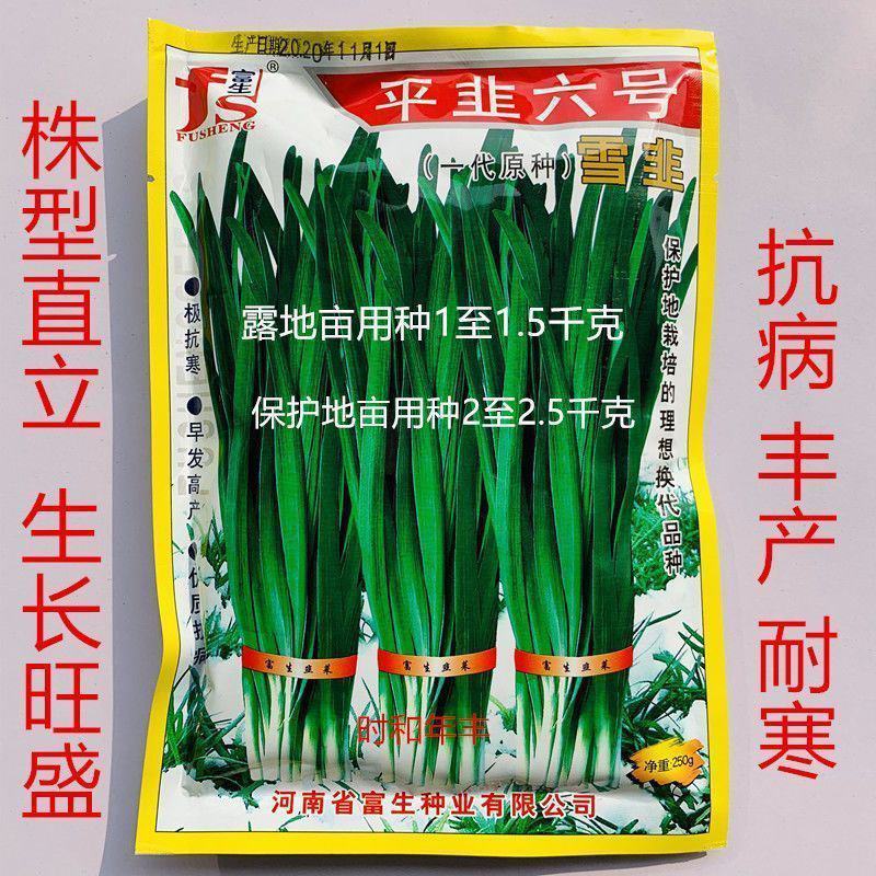 富生平韭六号韭菜种子抗病丰产耐寒农家菜园大田基地春秋播蔬