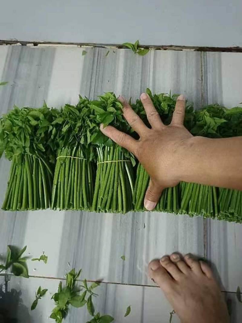 要想有好的品质就要选好优势品种