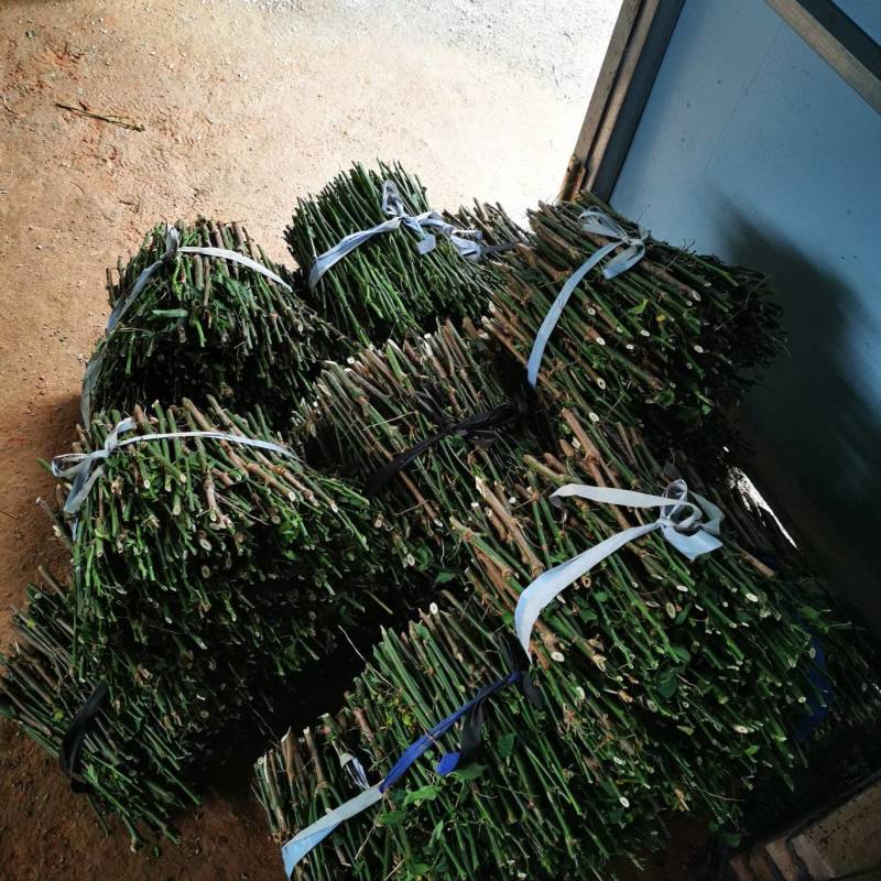 要想有好的品质就要选好优势品种