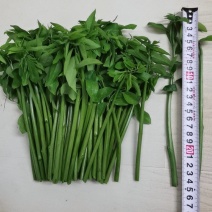 要想有好的品质就要选好优势品种