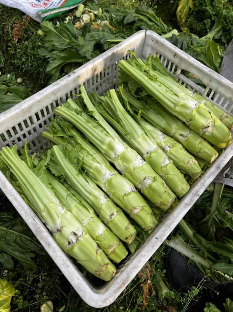 棒菜上市