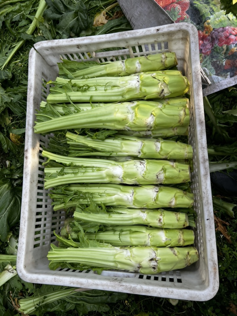棒菜上市
