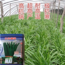 太空棚绿耐热耐寒性超强抗逆性特强冬季无休眠的韭菜种子