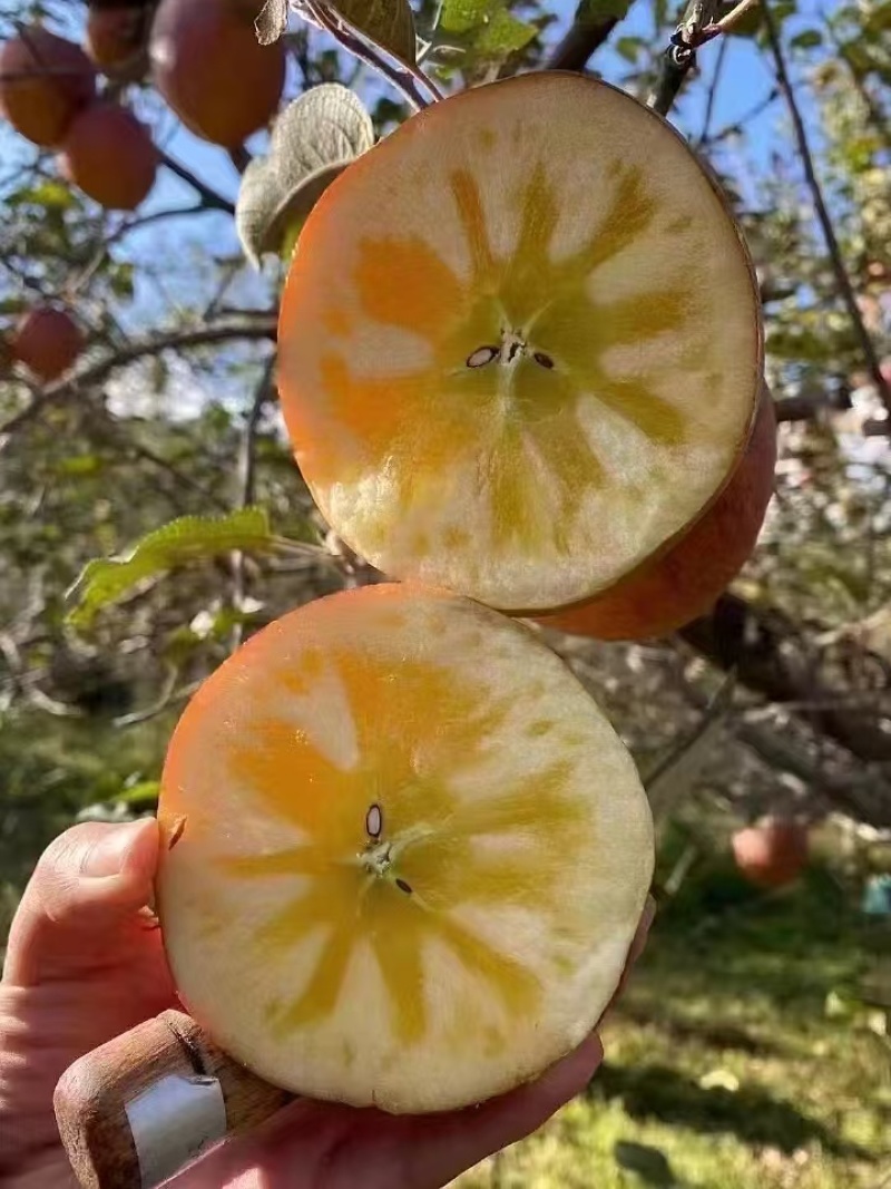 丑苹果四川盐源大凉山的糖心苹果，货源充足可视频看货