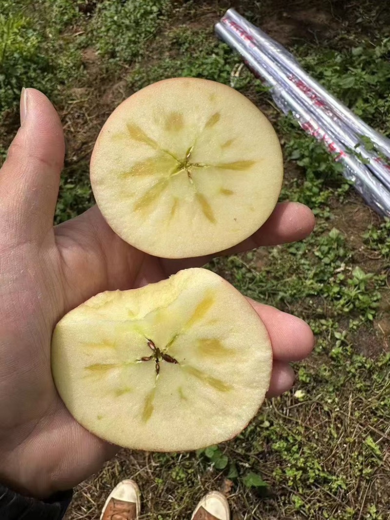 丑苹果四川盐源大凉山的糖心苹果，货源充足可视频看货