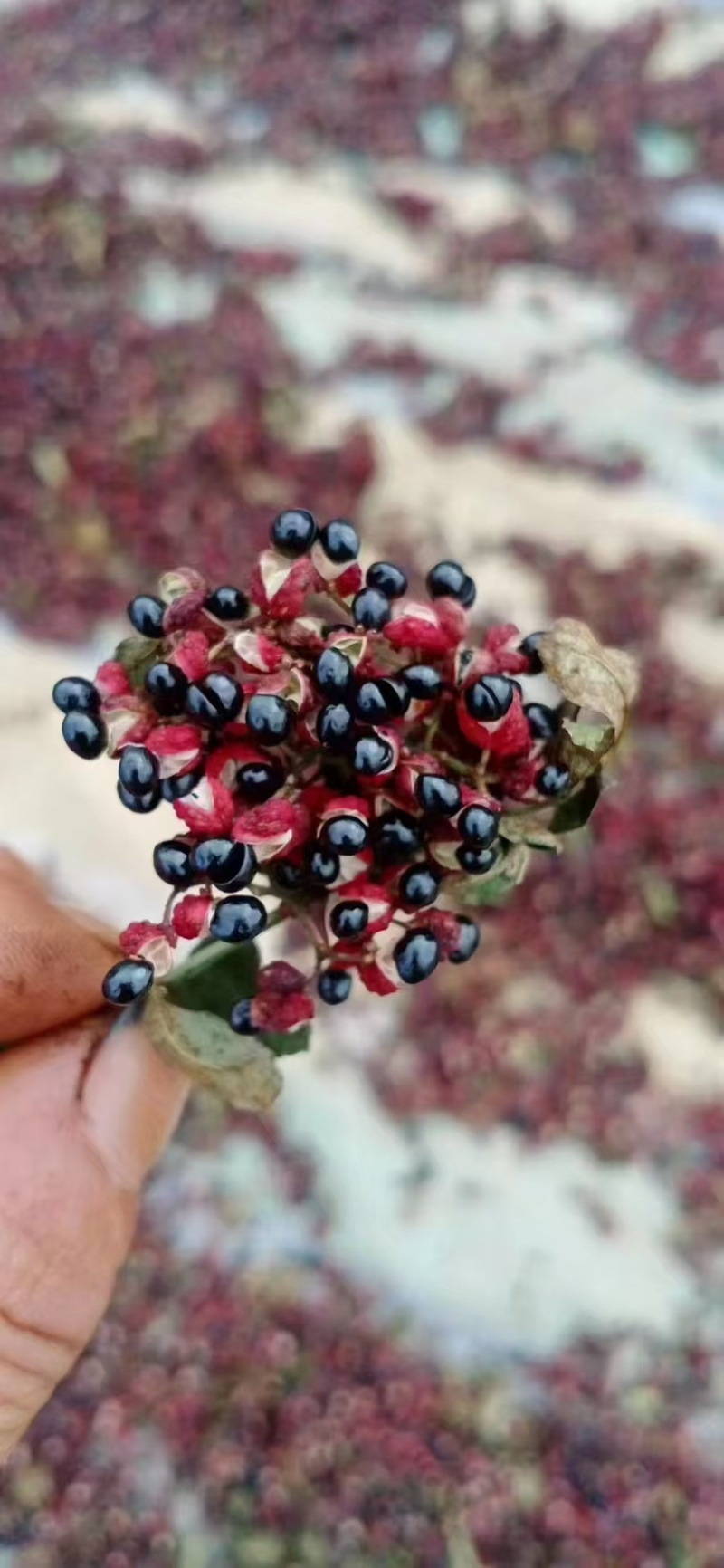 花椒，四川盐源的花椒，货源充足，供货稳定，可视频看货