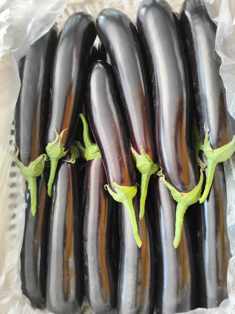 江苏茄子，长茄子烧烤茄子、一手货源对接全国