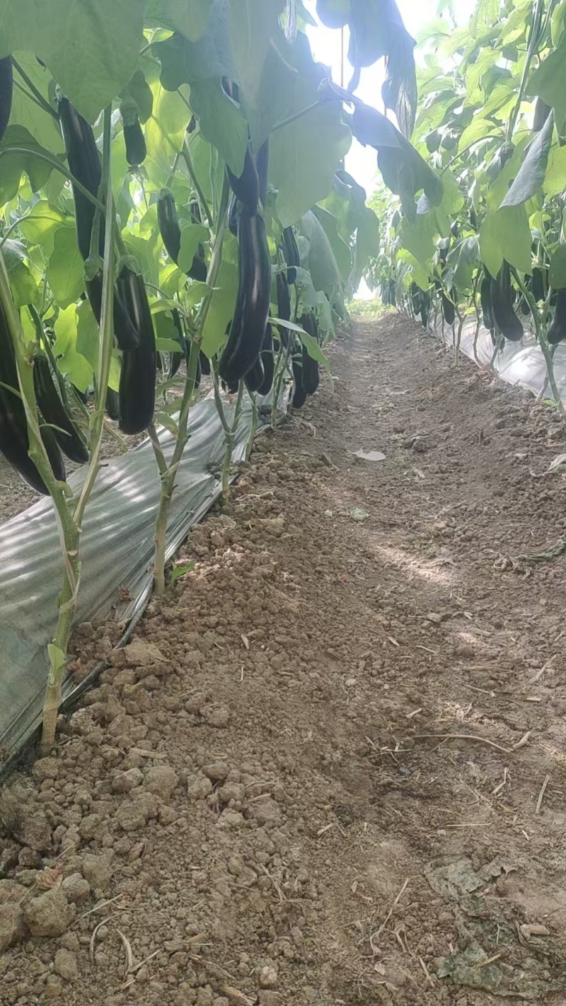 江苏茄子，长茄子烧烤茄子、一手货源对接全国