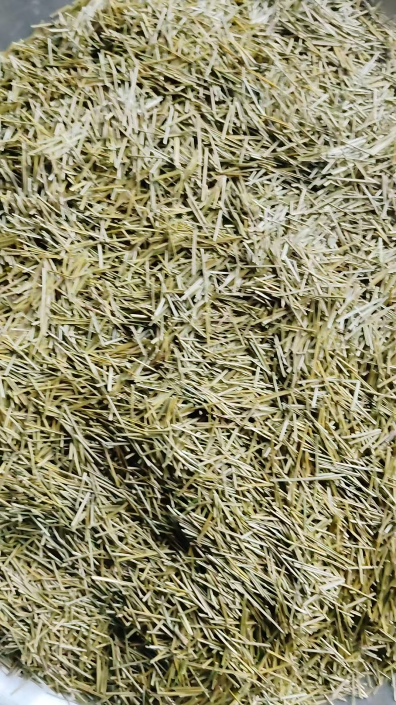 松针茶