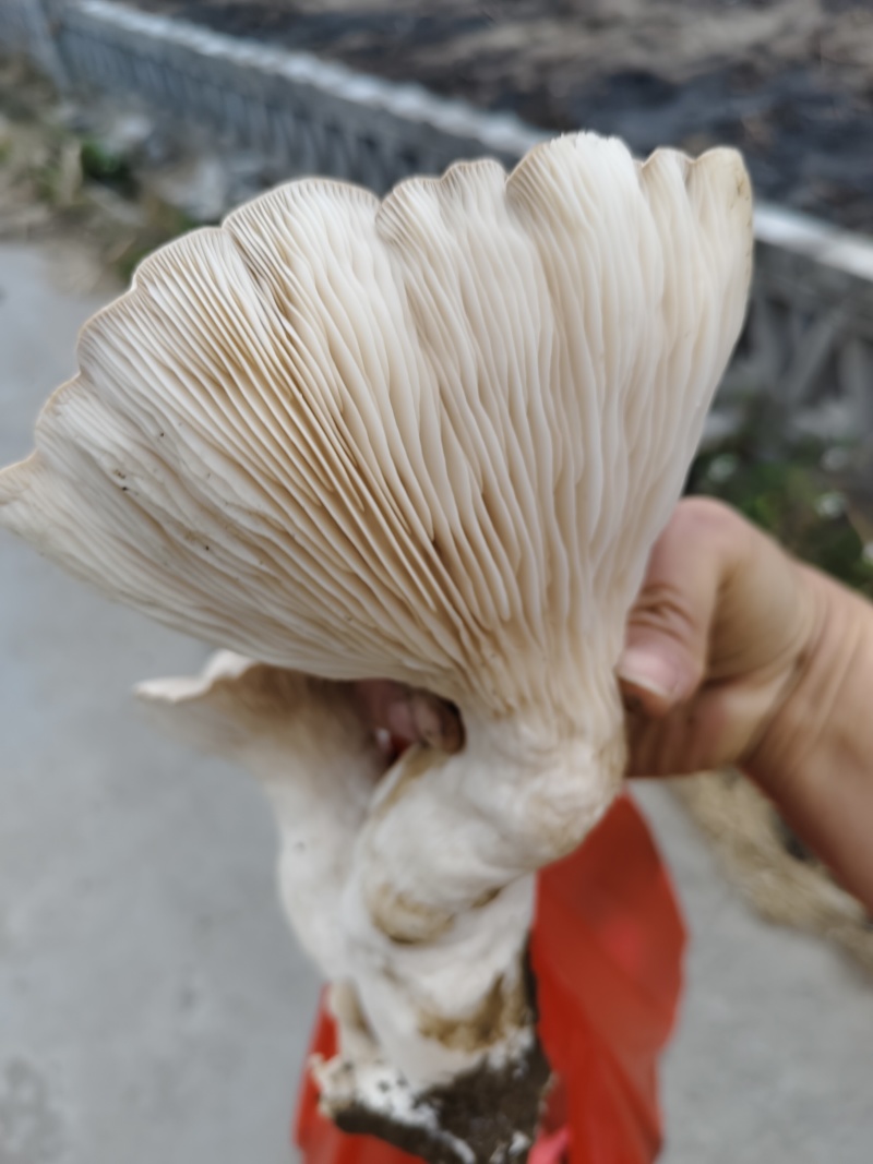 灵芝菇