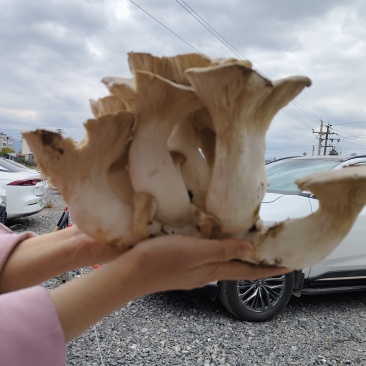 灵芝菇