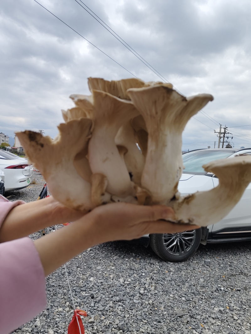 灵芝菇