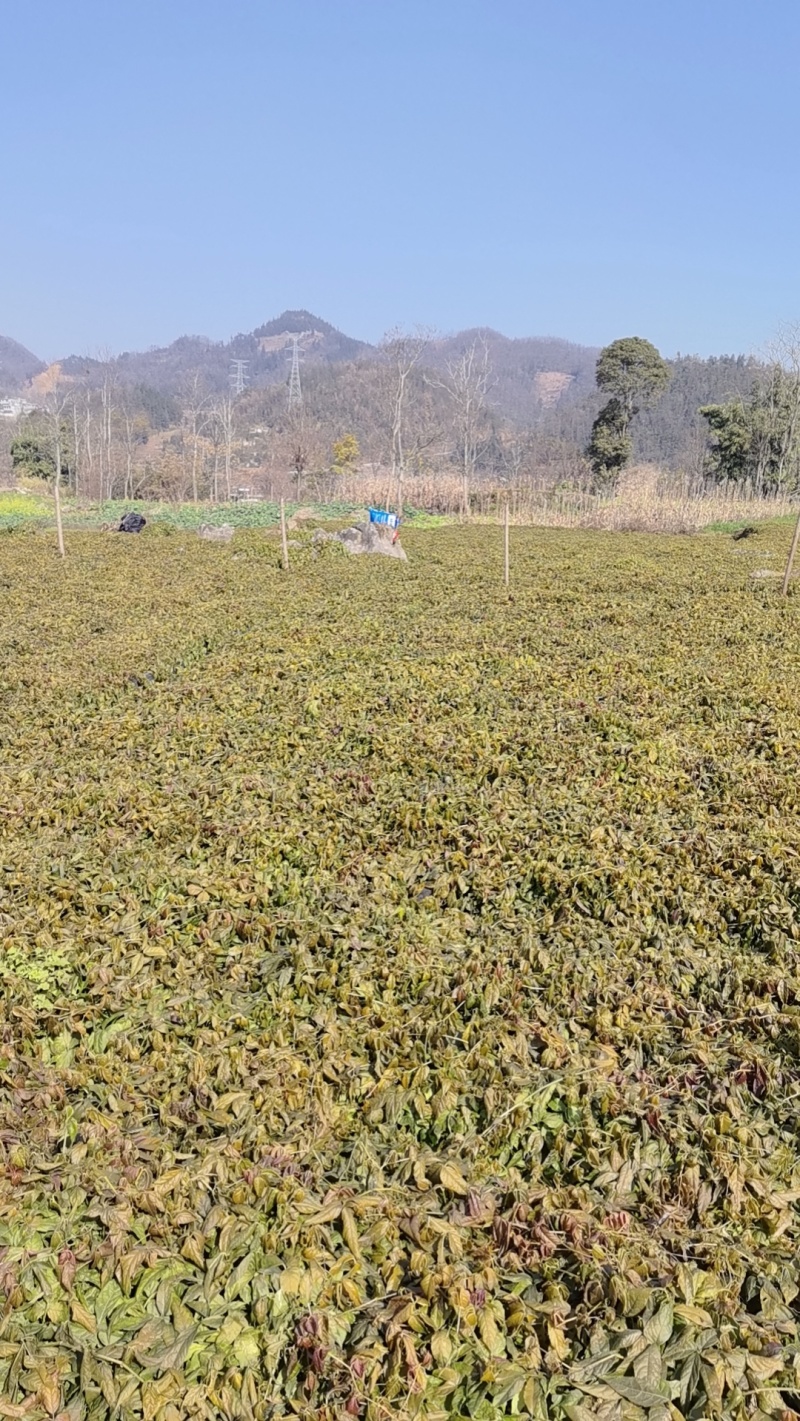三叶青带果苗货源充足量大从优质量保证欢迎咨询