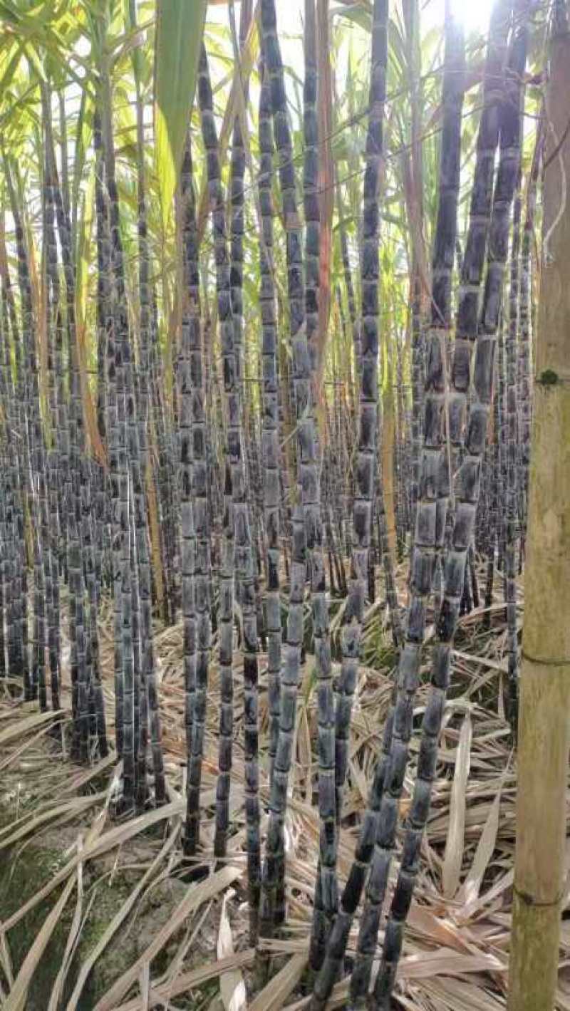 云南黑皮甘蔗大量上市，货源稳定，产地直发，支持视频看货