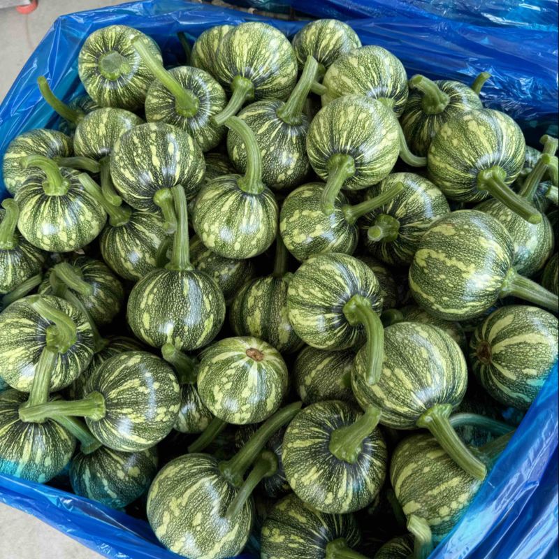 南瓜准备大量上市，货源充足，稳定，有千亩基地，欢迎有兴趣合