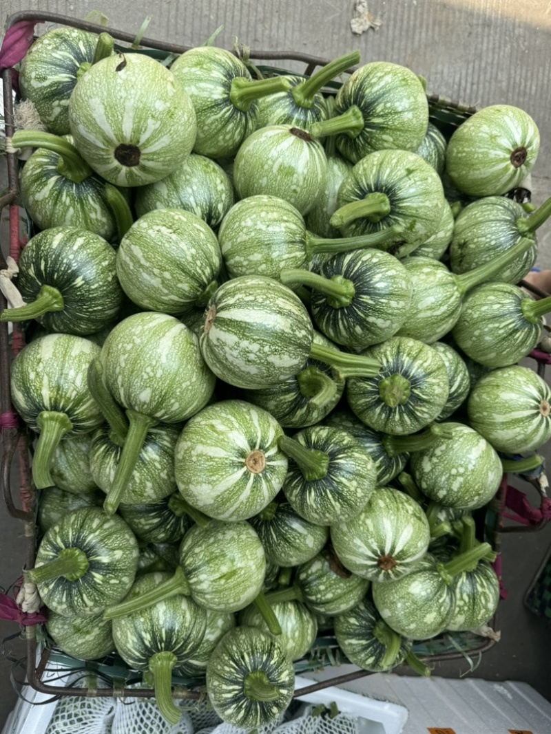 南瓜准备大量上市，货源充足，稳定，有千亩基地，欢迎有兴趣合