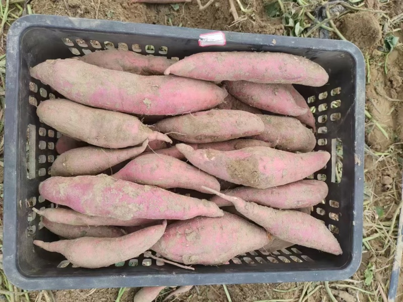 河北板栗薯，口感好，大量供应市场，电商欢迎电话咨询