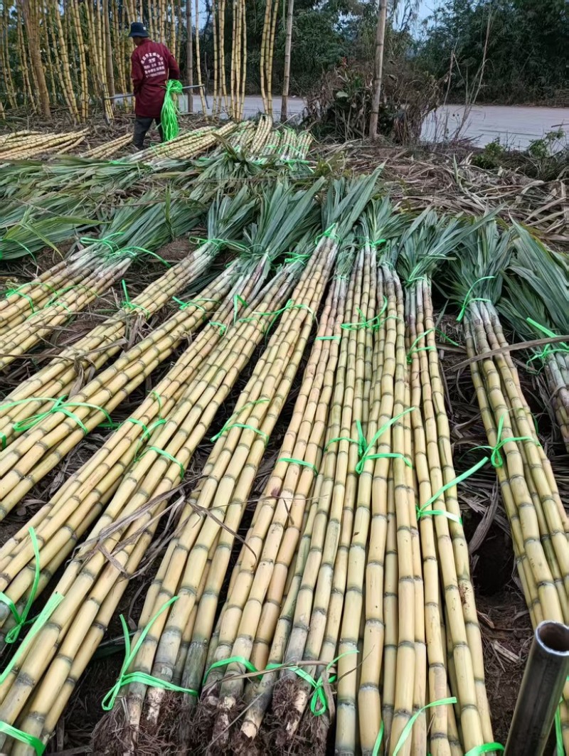 云南黄皮甘蔗大量上市，实力雄厚，现货现发，支持视频看货