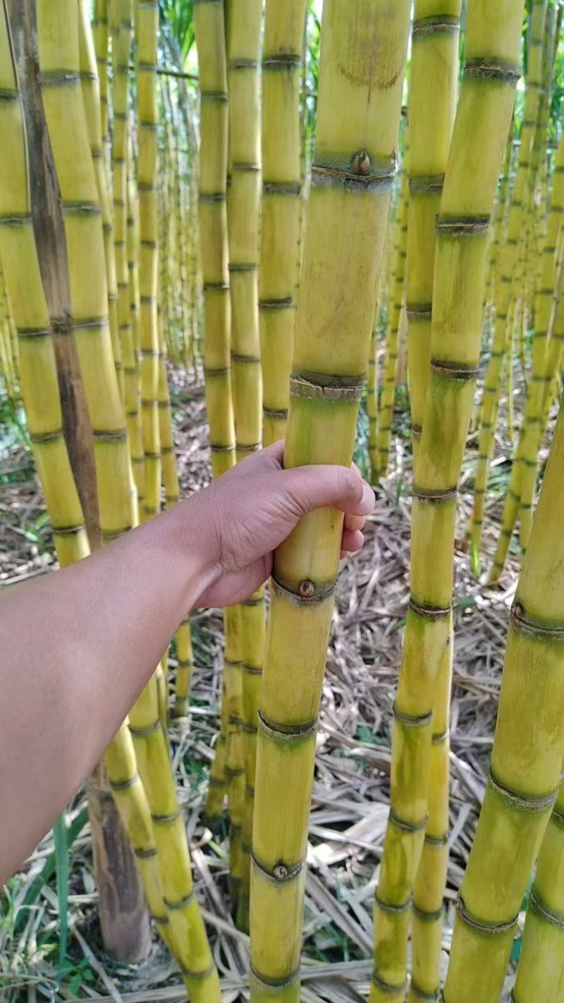 云南黄皮甘蔗大量上市，实力雄厚，现货现发，支持视频看货