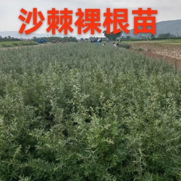 甘肃沙棘30公分40公分50公分60公分70公分以上