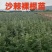 甘肃沙棘30公分40公分50公分60公分70公分以上