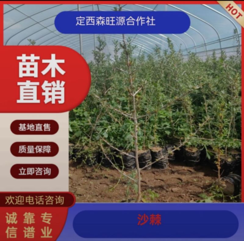 甘肃沙棘30公分40公分50公分60公分70公分以上