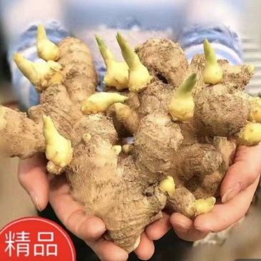 河南姜种品种齐全生茬地留种脱毒催芽供种植技术全国发货