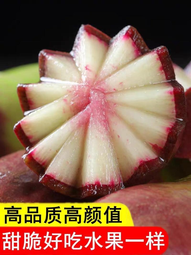 冰激凌甜心水果萝卜种子甜脆型糖心紫皮萝卜种孑春秋季蔬菜